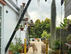 Shamrock Park (D10), Semi-Detached #496235601